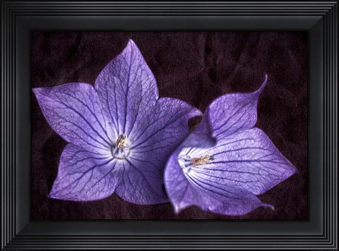 Framed Balloon Flower Print