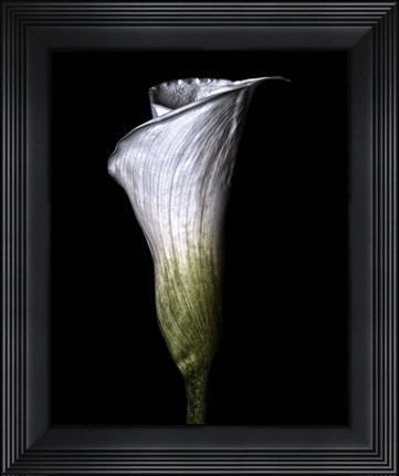 Framed Calla Lily Print