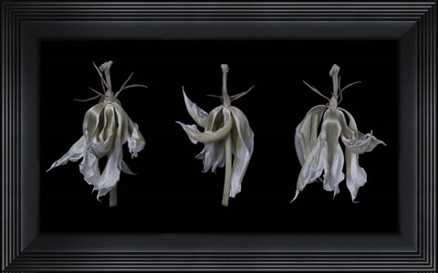 Framed Dancing Iris Print