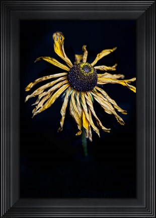 Framed Dried Sunflower Print