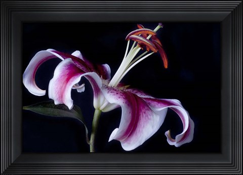 Framed Fancy Pink Lily Print