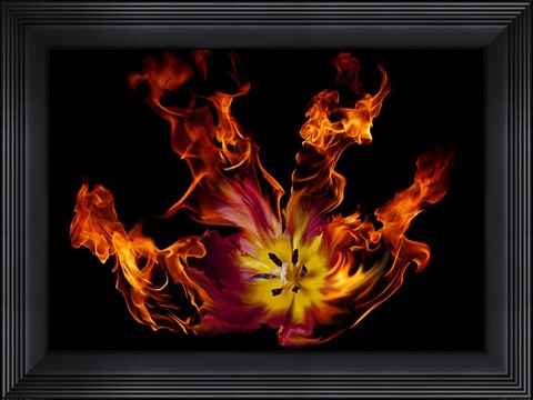 Framed Flaming Tulip Print