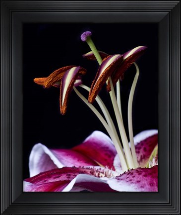 Framed Hot Pink Lily Closeup Print