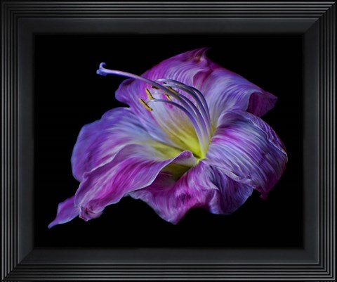 Framed Hot Pink Lily Print