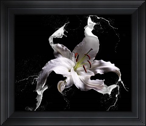 Framed Lily Splash Print