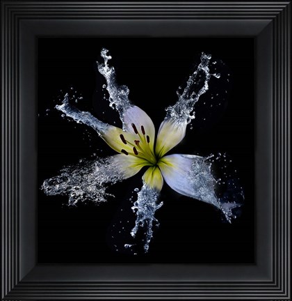 Framed Lily Splish Splash Print