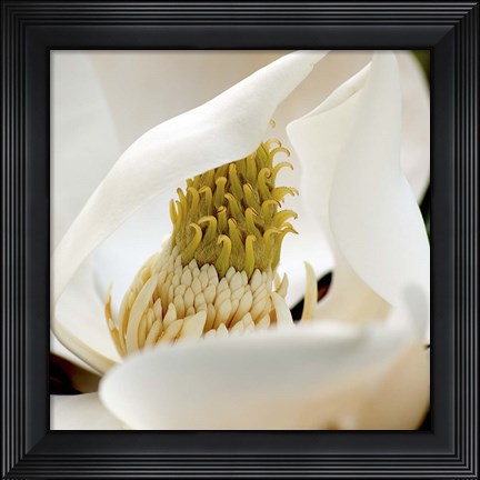 Framed Magnolia Blossom Print