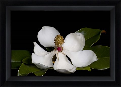 Framed Magnolia Print