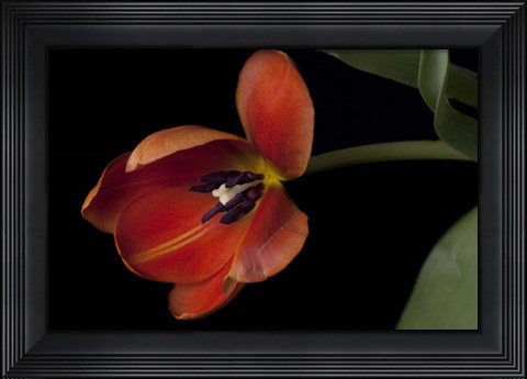 Framed Orange Tulip Print