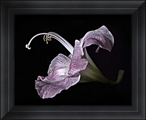 Framed Pale Pink Lily Print