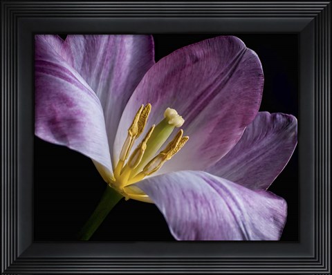Framed Peekaboo Tulip Print