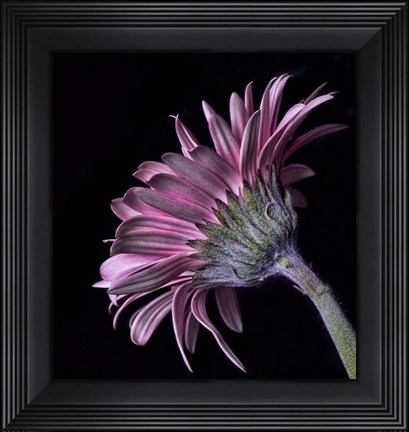 Framed Pink Gerber Daisy Print