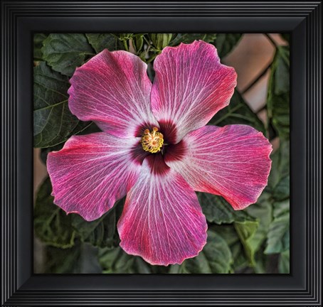 Framed Pink Hibiscus Print