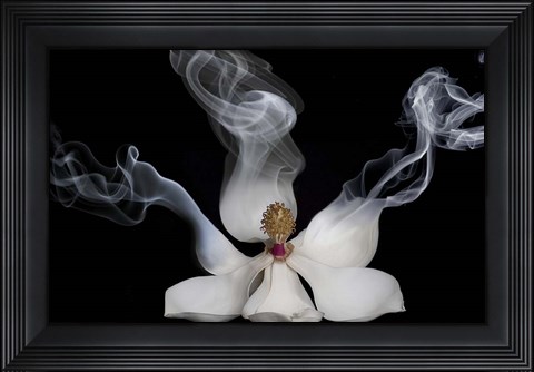 Framed Smoking Magnolia Print