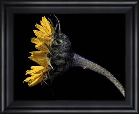 Framed Sunflower Profile Print