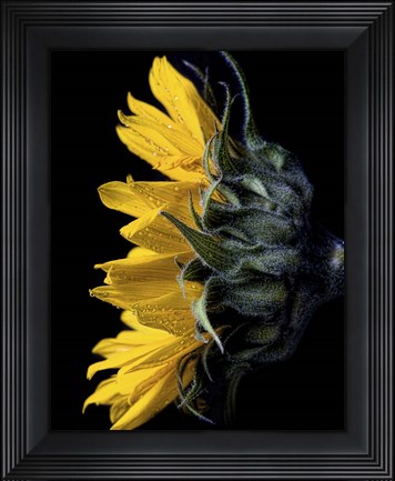Framed Sunflower Print