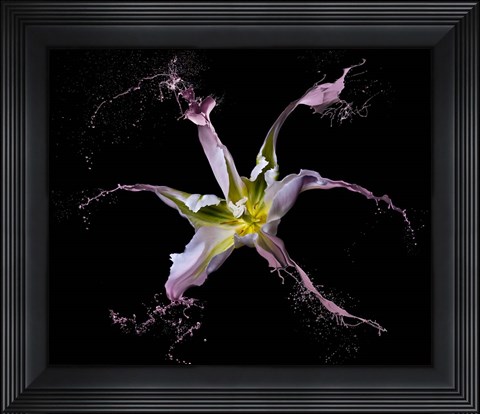 Framed Twirling Tulip Print