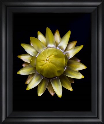 Framed Yellow Straw Flower Print
