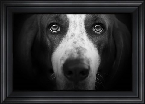 Framed Basset Hound Print
