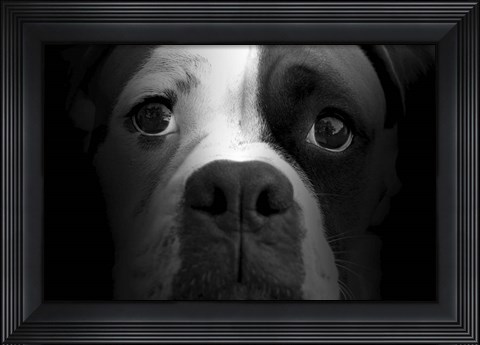 Framed Boxer Pup Print