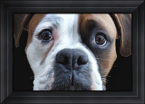 Framed Boxer Print