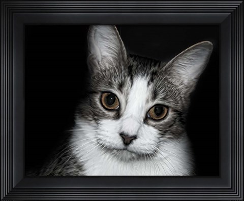 Framed House Cat Print