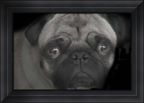 Framed Pug Print
