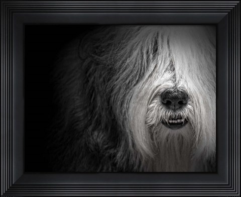 Framed Sheepdog Print