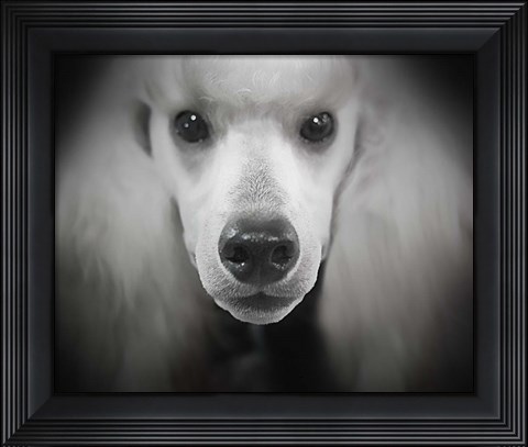 Framed Standard Poodle Print