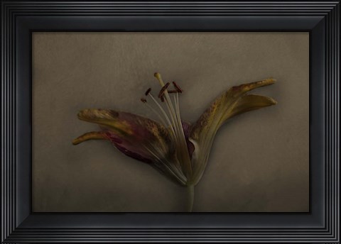 Framed Asiatic Lily Print