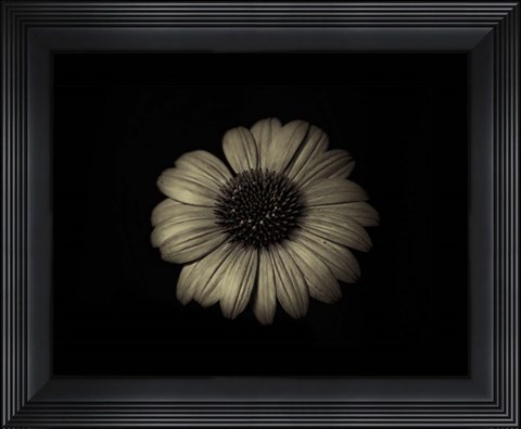 Framed Echinacea Closeup Print