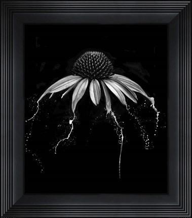 Framed Echinacea Print