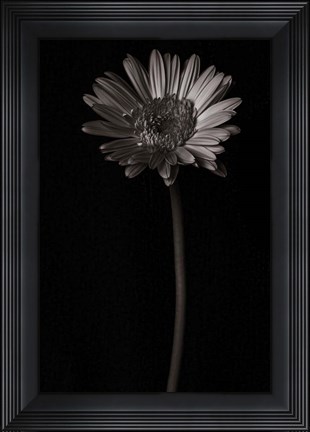 Framed Gerber Daisy Copy Print