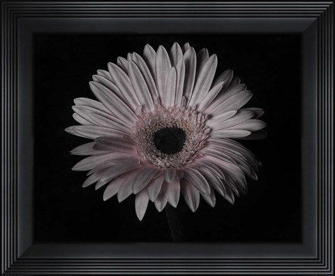 Framed Gerber Daisy Print