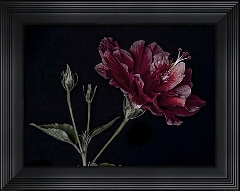 Framed Hibiscus Print