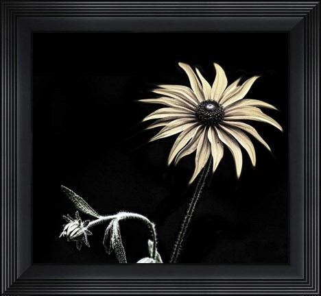 Framed Sunflower Copy Print