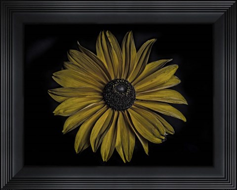 Framed Sunflower Print