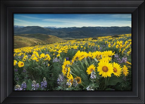 Framed Methow Valley Wildflowers IV Print