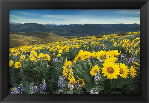 Framed Methow Valley Wildflowers IV Print