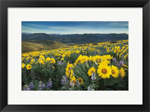 Framed Methow Valley Wildflowers IV Print