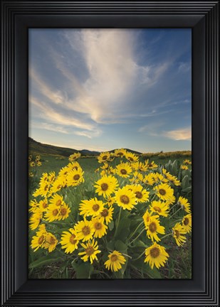 Framed Methow Valley Wildflowers II Print