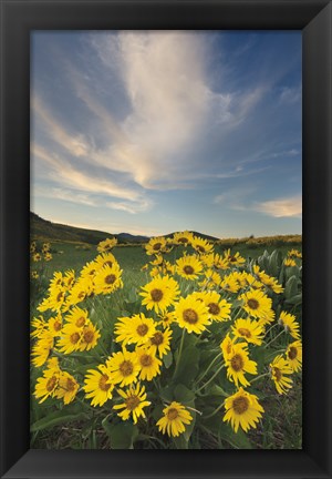 Framed Methow Valley Wildflowers II Print