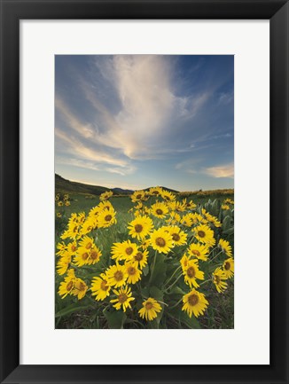 Framed Methow Valley Wildflowers II Print