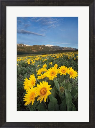 Framed Methow Valley Wildflowers III Print