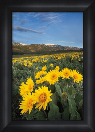 Framed Methow Valley Wildflowers III Print