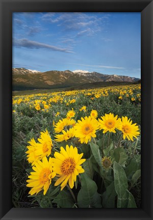 Framed Methow Valley Wildflowers III Print