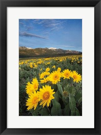 Framed Methow Valley Wildflowers III Print