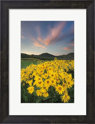 Framed Methow Valley Wildflowers I Print