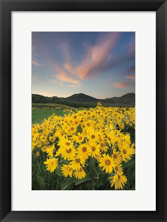 Framed Methow Valley Wildflowers I Print