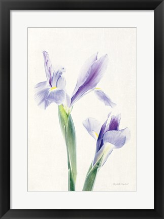 Framed Light and Bright Floral III Print